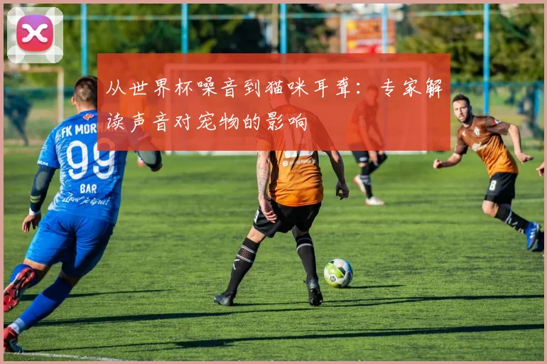 从世界杯噪音到猫咪耳聋:专家解读声音对宠物的影响